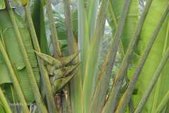 Ravenala madagascariensis